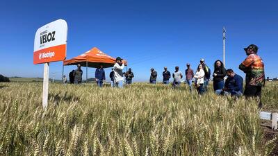 Dia de Campo Coprossel reúne produtores e técnicos em Rio Bonito do Iguaçu